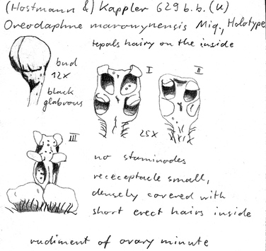 Vorschaubild Oreodaphne marowynensis Miq.